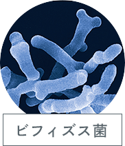 ビフィズス菌