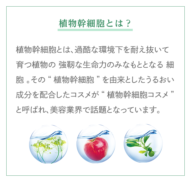 植物幹細胞とは、過酷な環境下を耐え抜いて育つ植物の 強靭な生命力のみなもととなる 細胞 。その“植物幹細胞”を由来としたうるおい成分を配合したコスメが“植物幹細胞コスメ”と呼ばれ、美容業界で話題となっています。