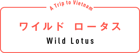 ワイルド ロータス（Wild Lotus）